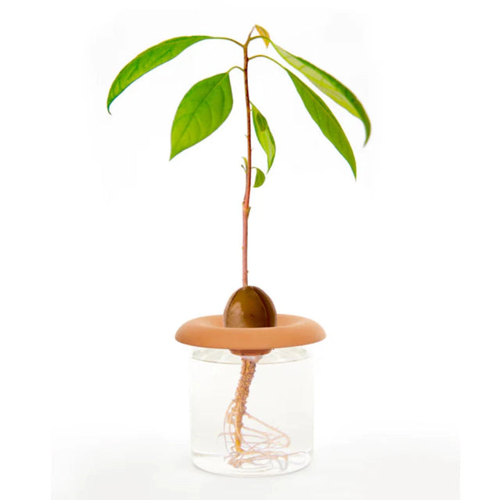 Seed Sprouter Set