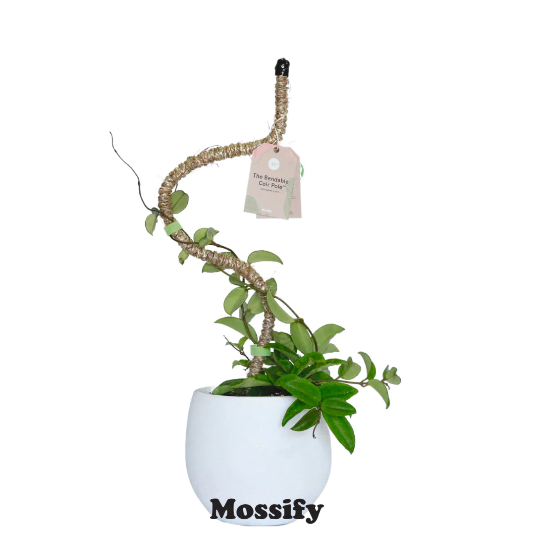 hanging plant poles 42" Bendable Coir Pole