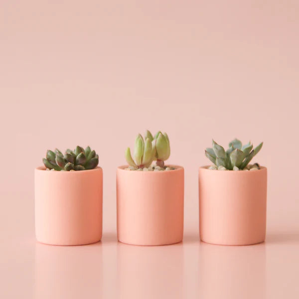 Teeny Tiny Planter