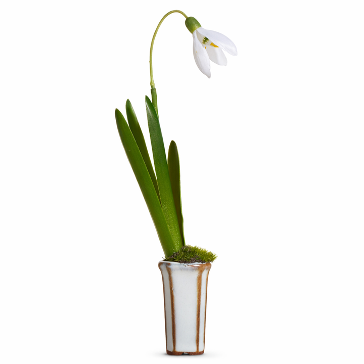 Snowdrop in Cachepot