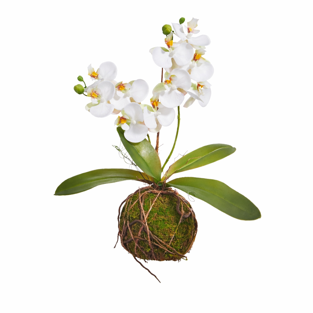 Real Touch Orchid With Moss Ball