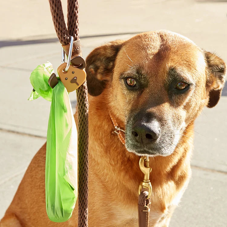 Dog Leash LED Light