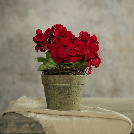 Potted Red Geranium