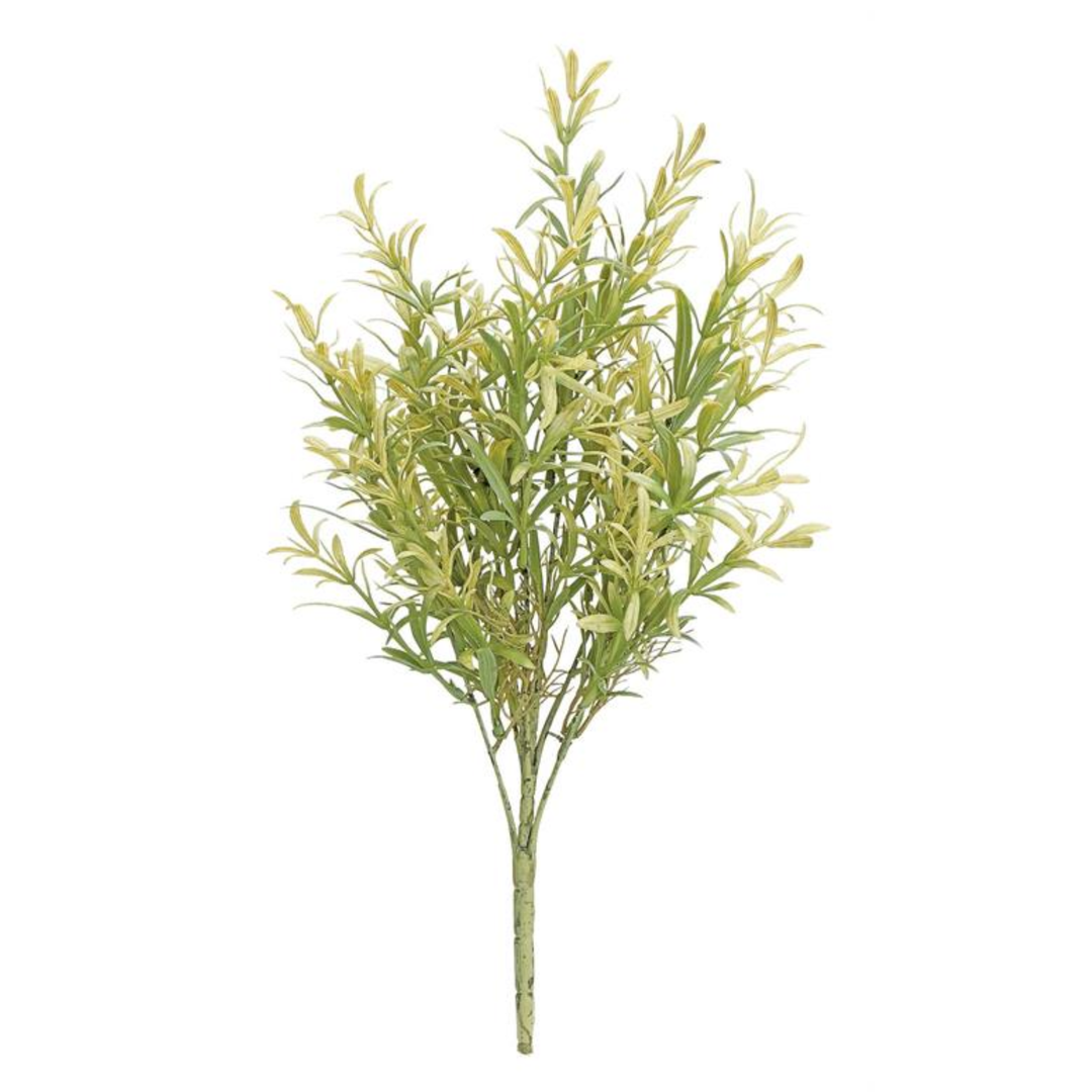 Gold Tipped Rosemary Bush