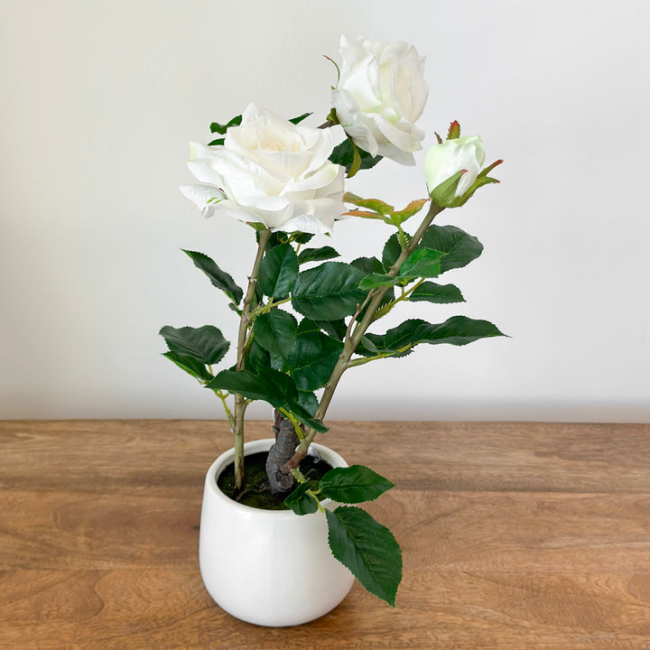 Potted White Roses
