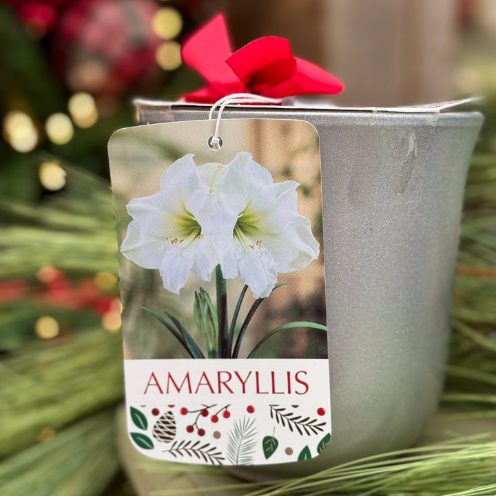Amaryllis Gifting Pot