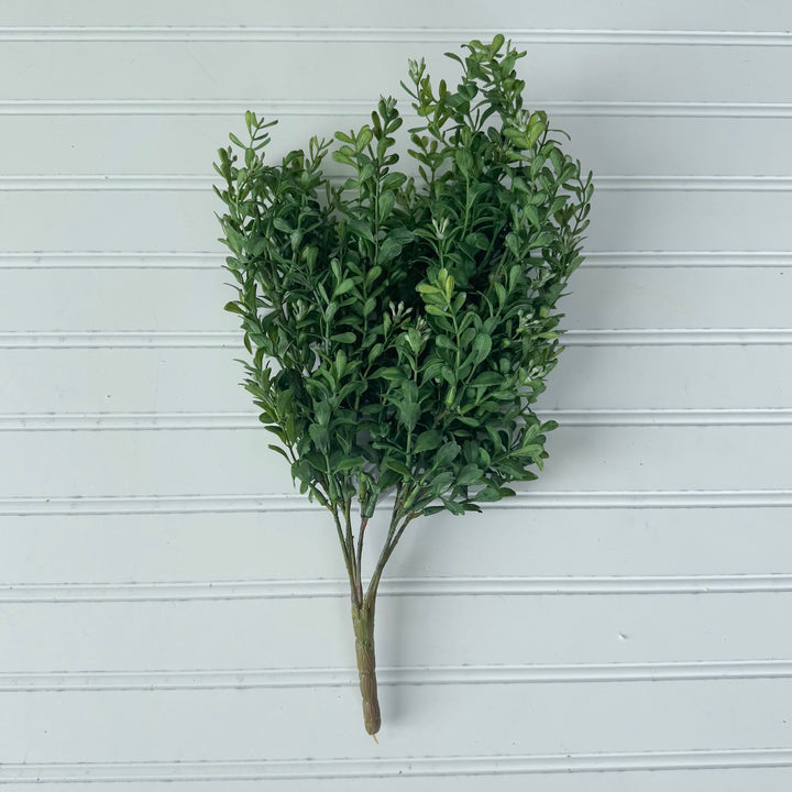 Moss Green Boxwood Bush