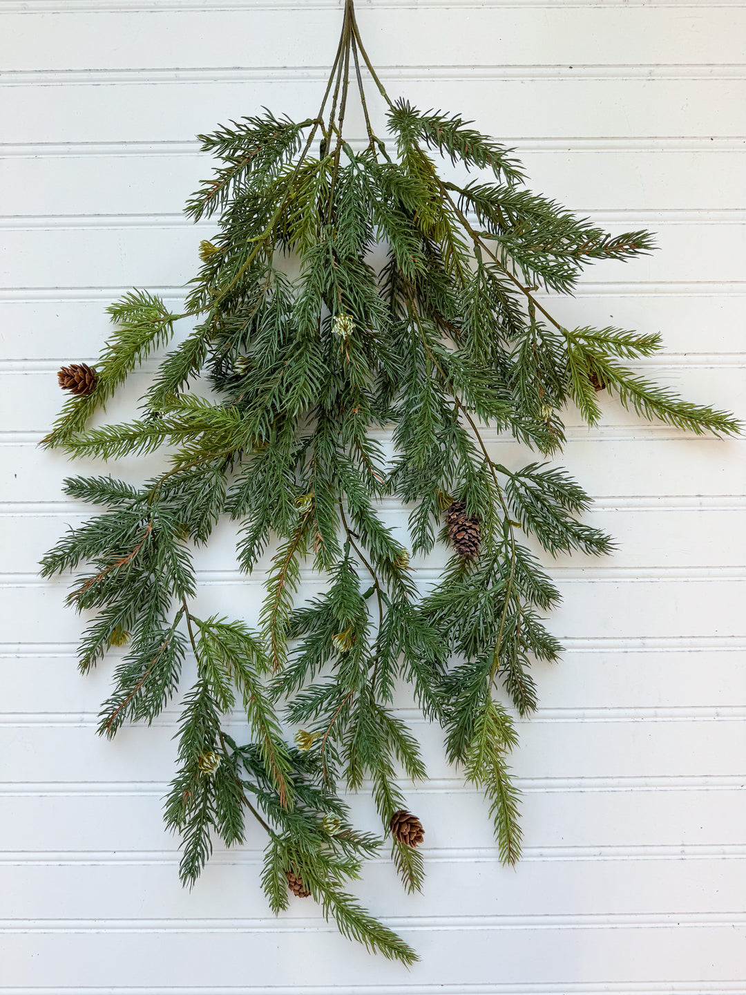 Hanging White Spruce With Cones