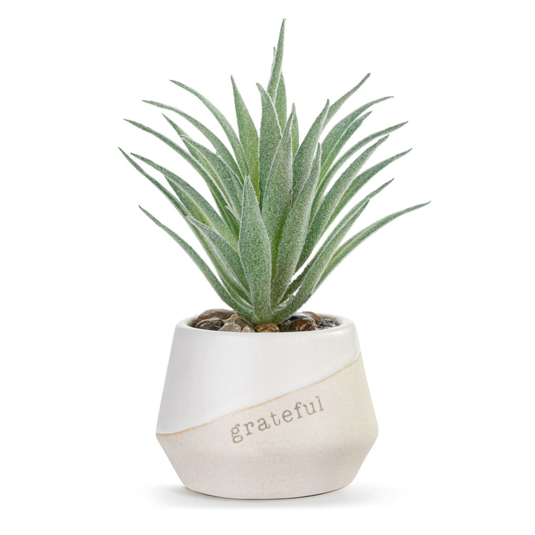 Potted plant with a white pot labeled 'grateful' on a white background