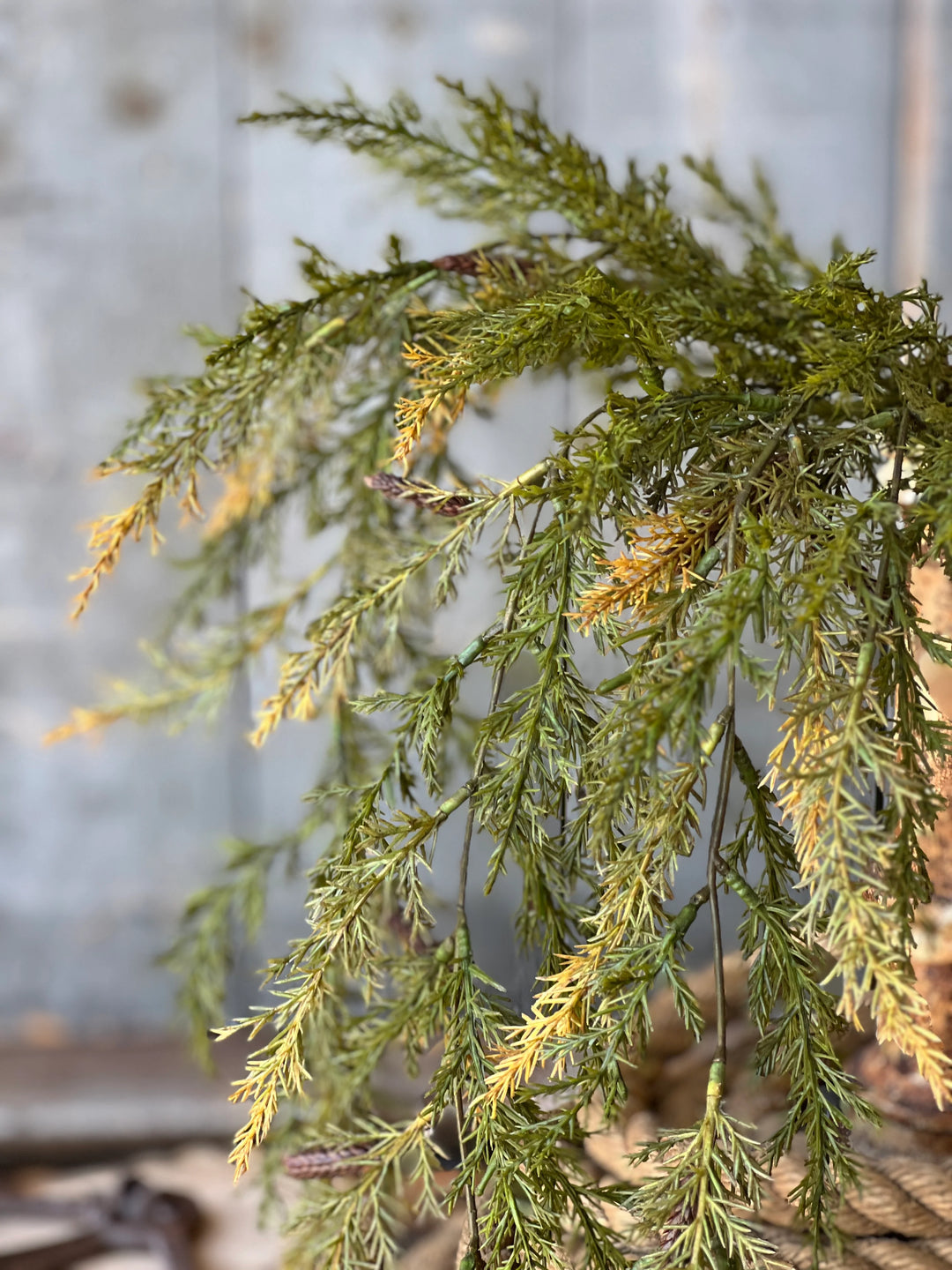 Prickly Pine Moss Hanging Foliage