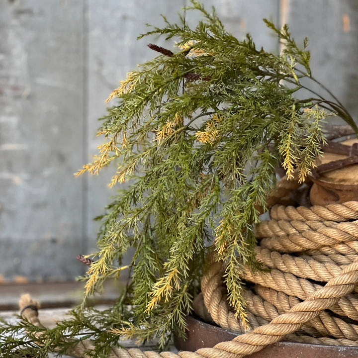 Prickly Pine Moss Hanging Foliage