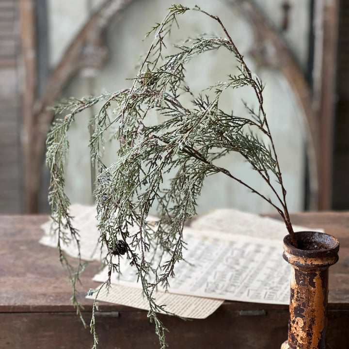 Weeping Cedar Hanging Foliage