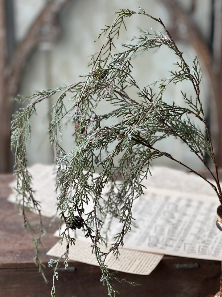 Weeping Cedar Hanging Foliage