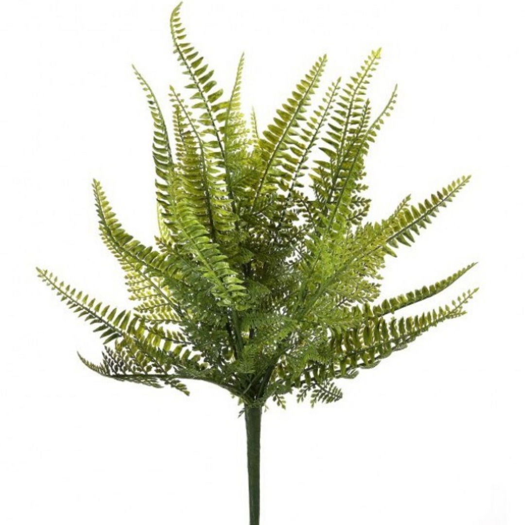 Ladder Fern Bush
