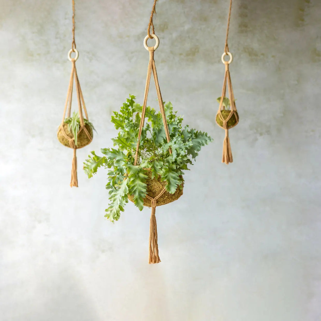 Macrame Plant Hanger