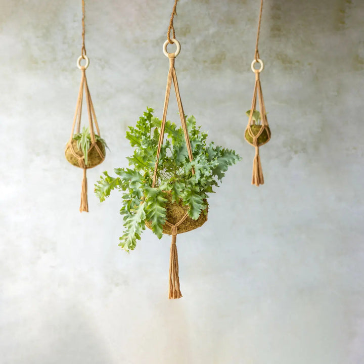 Macrame Plant Hanger