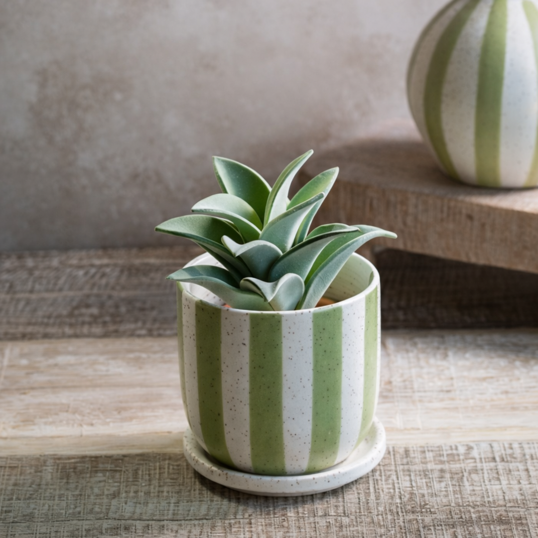 Matte Stripe Ceramic Planter with succulent in it