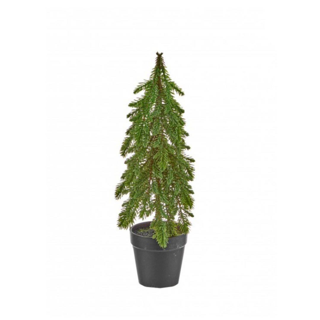 Potted Spruce Sapling Tree