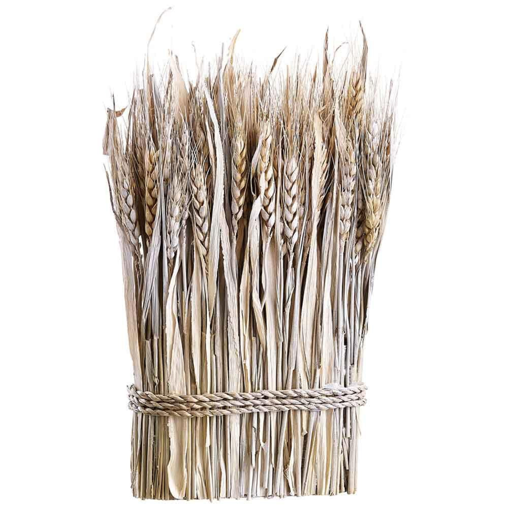Bunch of wheat stalks tied together on a white background