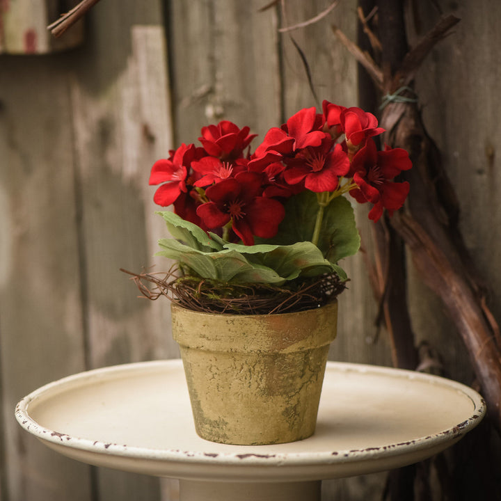 Potted Red Geranium