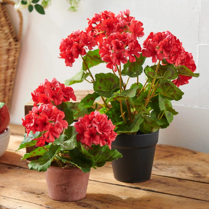 Red flowers in black and terracotta pots on a wooden surface
