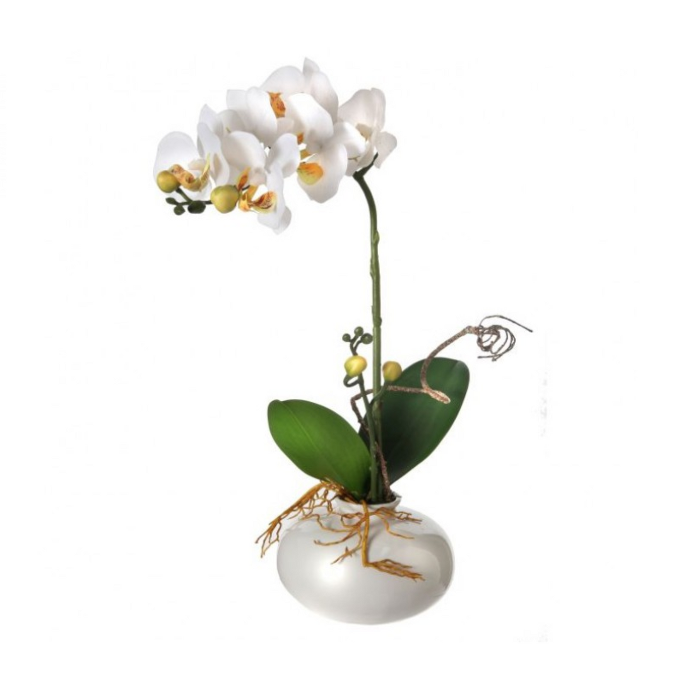 Mini Potted Orchid