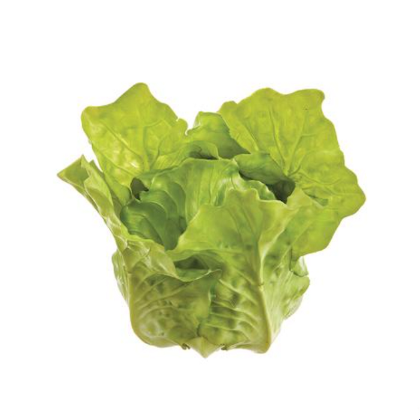 Leafy Green Lettuce Head