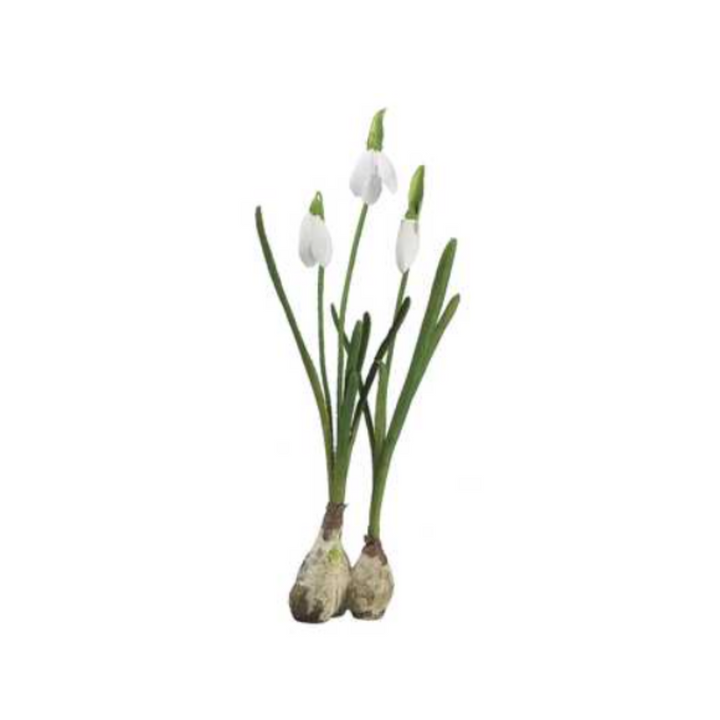 Standing Snowdrop Bulb