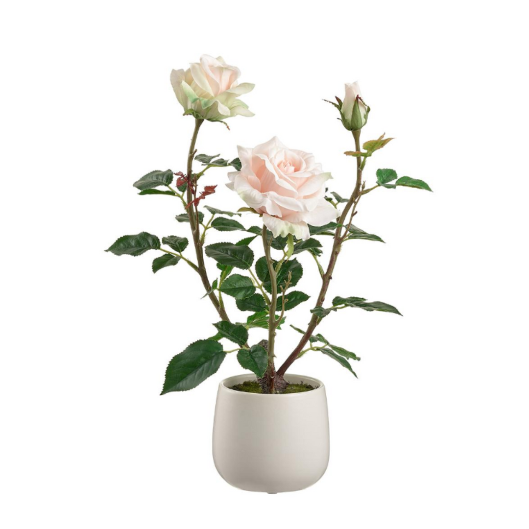 Potted Light Pink Roses