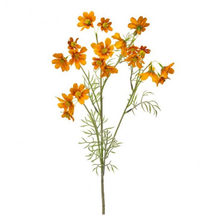 Meadow Cosmos Stem