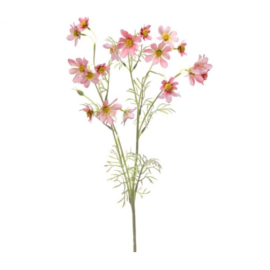 Meadow Cosmos Stem