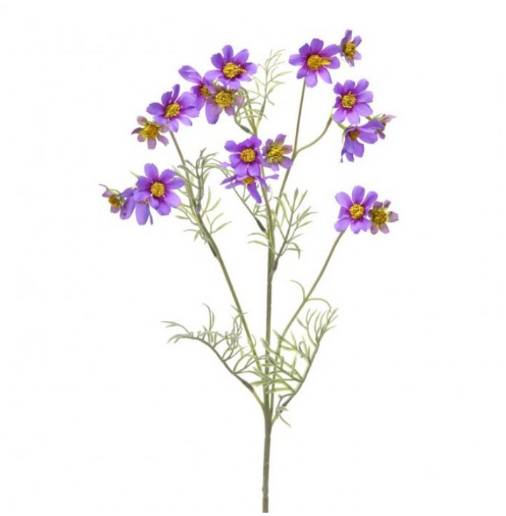 Meadow Cosmos Stem
