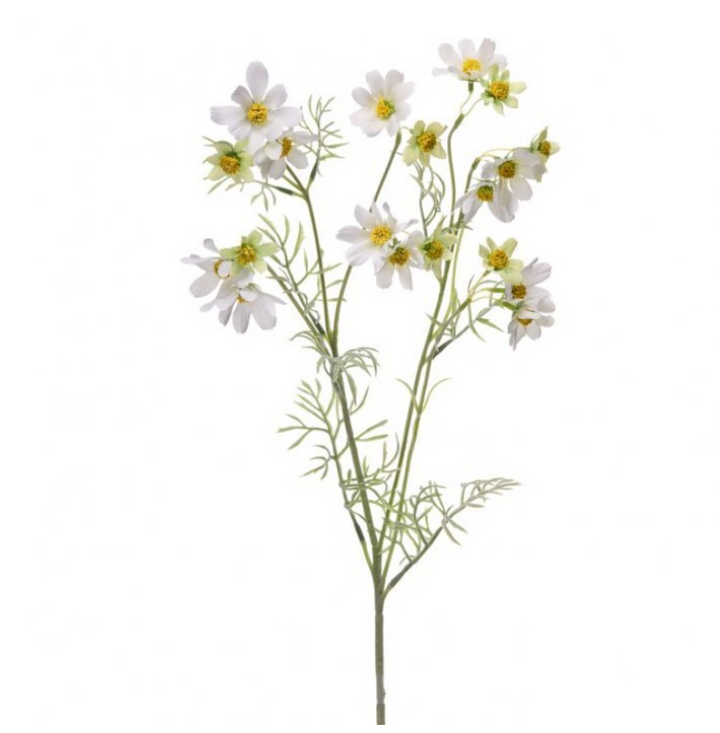 Meadow Cosmos Stem