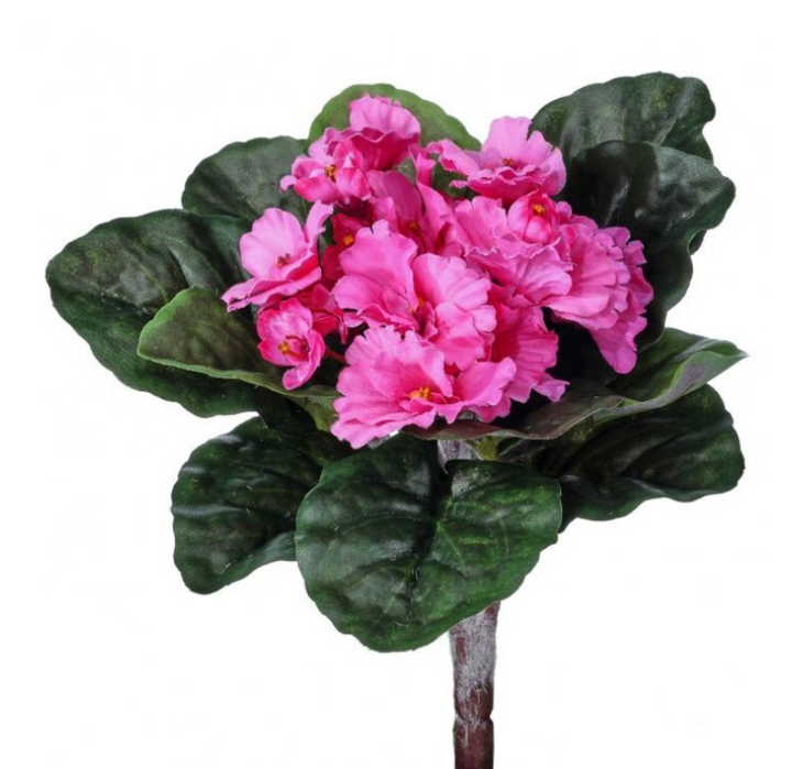 African Violet Bush (lifestyle photo because chat is actually a big dummy)