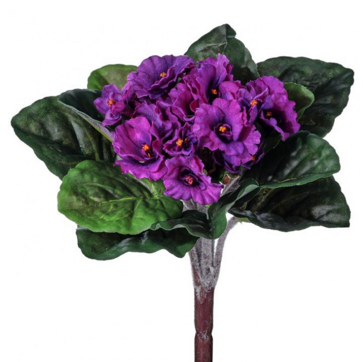 African Violet Bush (lifestyle photo because chat is actually a big dummy)
