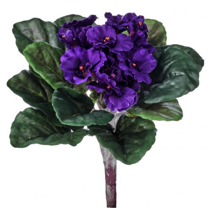 African Violet Bush (lifestyle photo because chat is actually a big dummy)