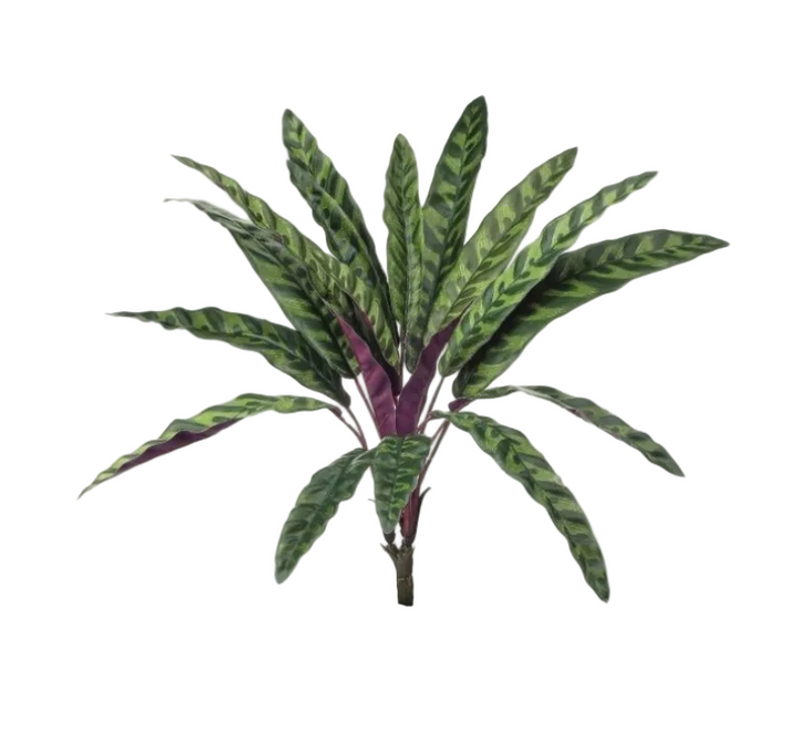 Calathea Leaf Plant