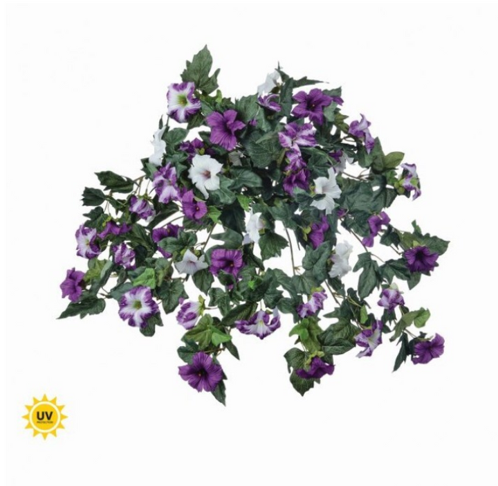 Trailing Petunia Plant (lifestyle photo)