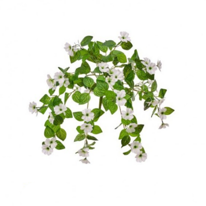 Trailing Impatiens Plant