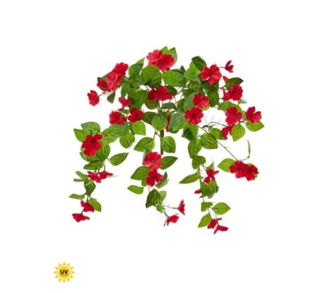 Trailing Impatiens Plant