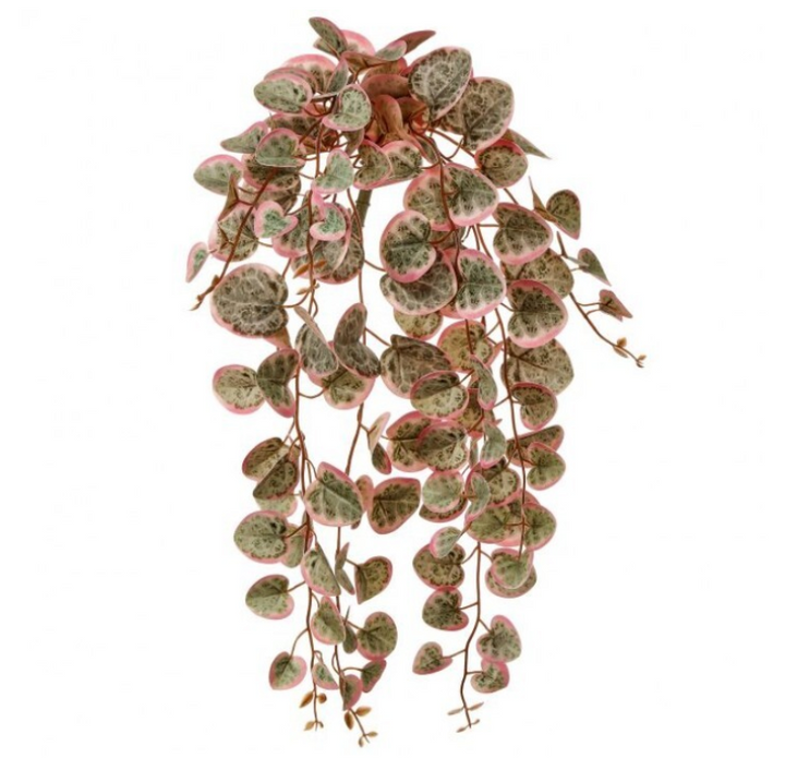 Trailing Creeping Charlie Plant