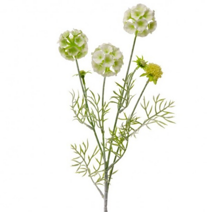 Scabiosa Pod Spray