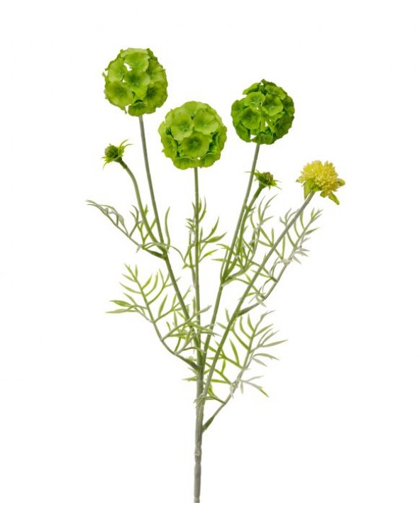 Scabiosa Pod Spray