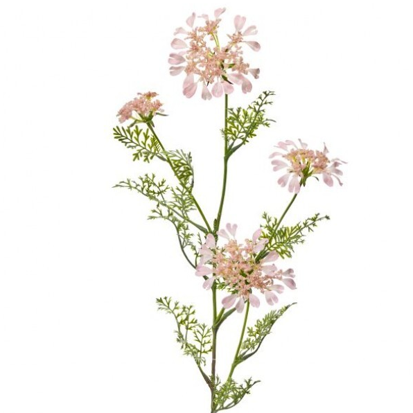Field Yarrow Stem White
