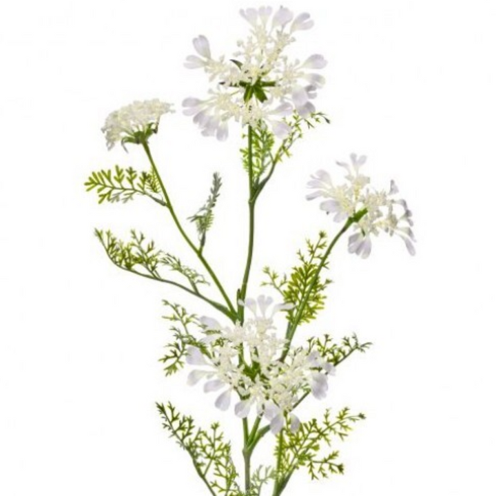 Field Yarrow Stem White