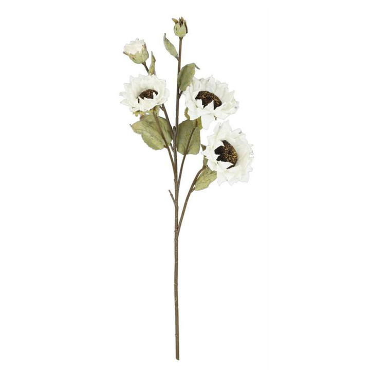 Dried Sunflower Spray