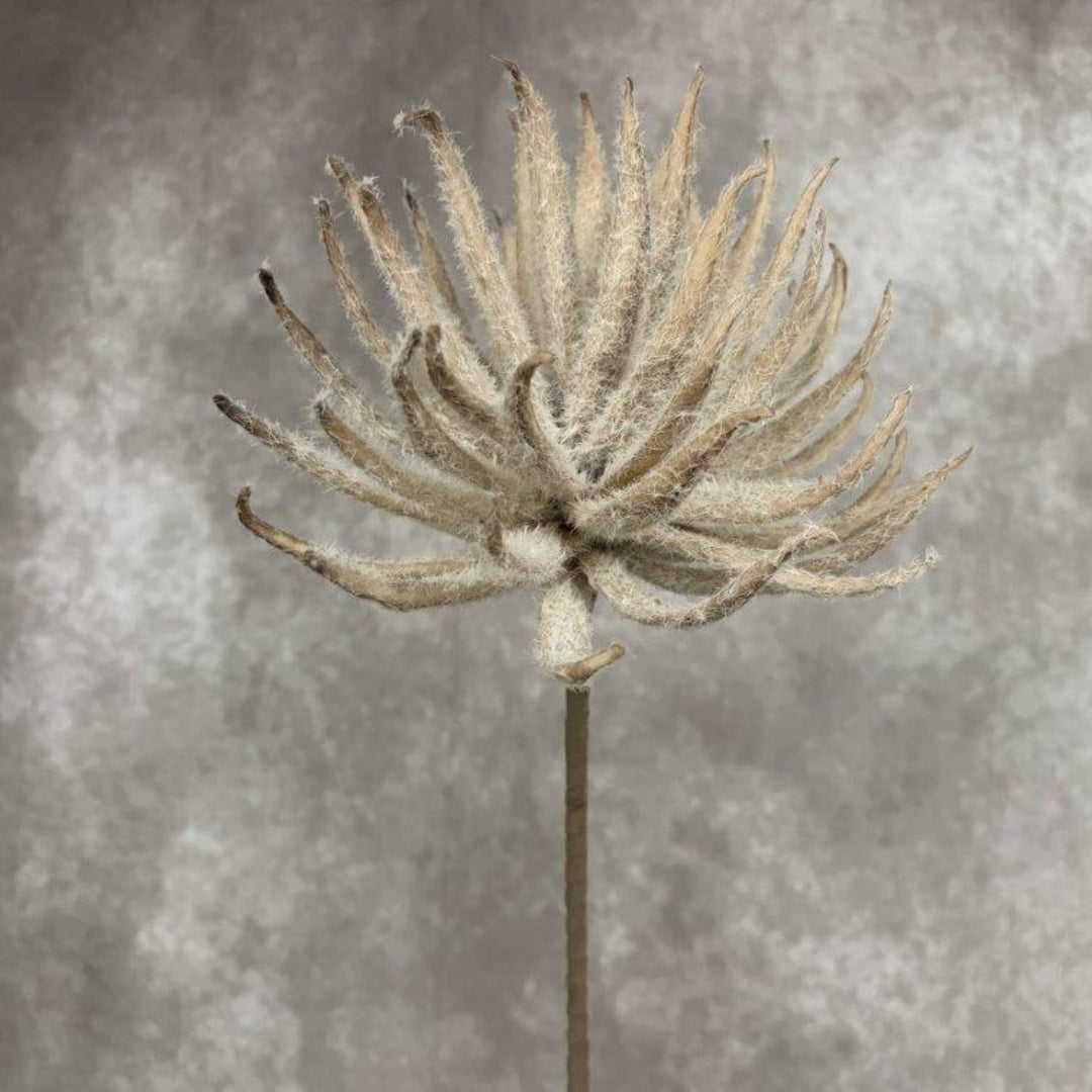 A dried decorative plant stem with a large, fluffy, spiky seed head in muted beige and gray tones, set against a textured gray studio background.