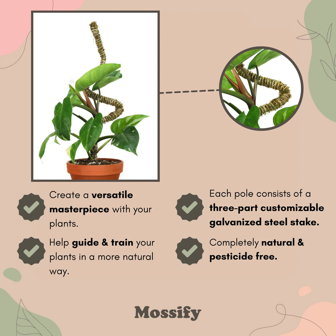 moss pole stake Bendable Moss Plant Pole Set – Sheiyah Market