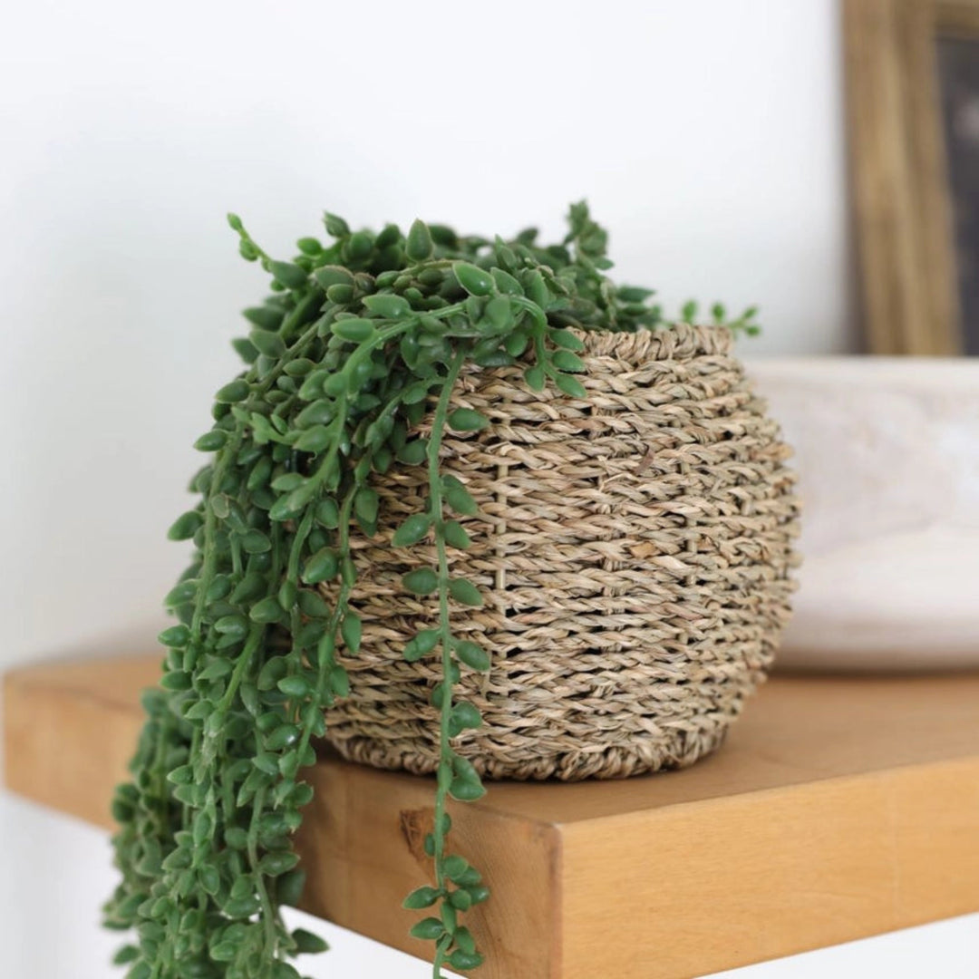 Green plant in a woven basket on a wooden surface with a neutral background