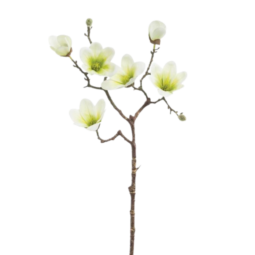 Saucer Magnolia Blooms